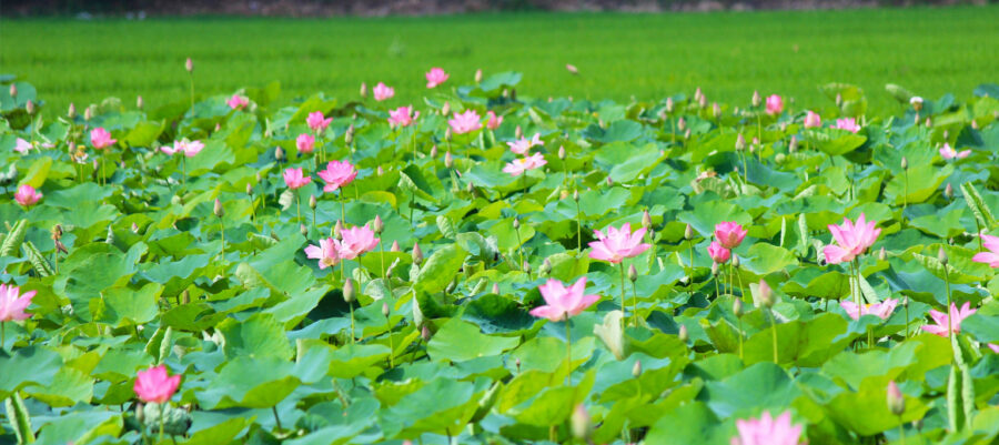 Bảng TCB Nấm Rơm đóng hộp -2018